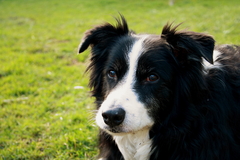 staring at frisbee