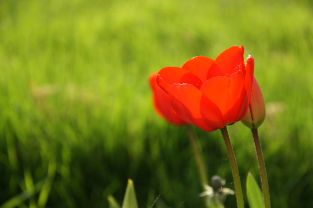 blooming
