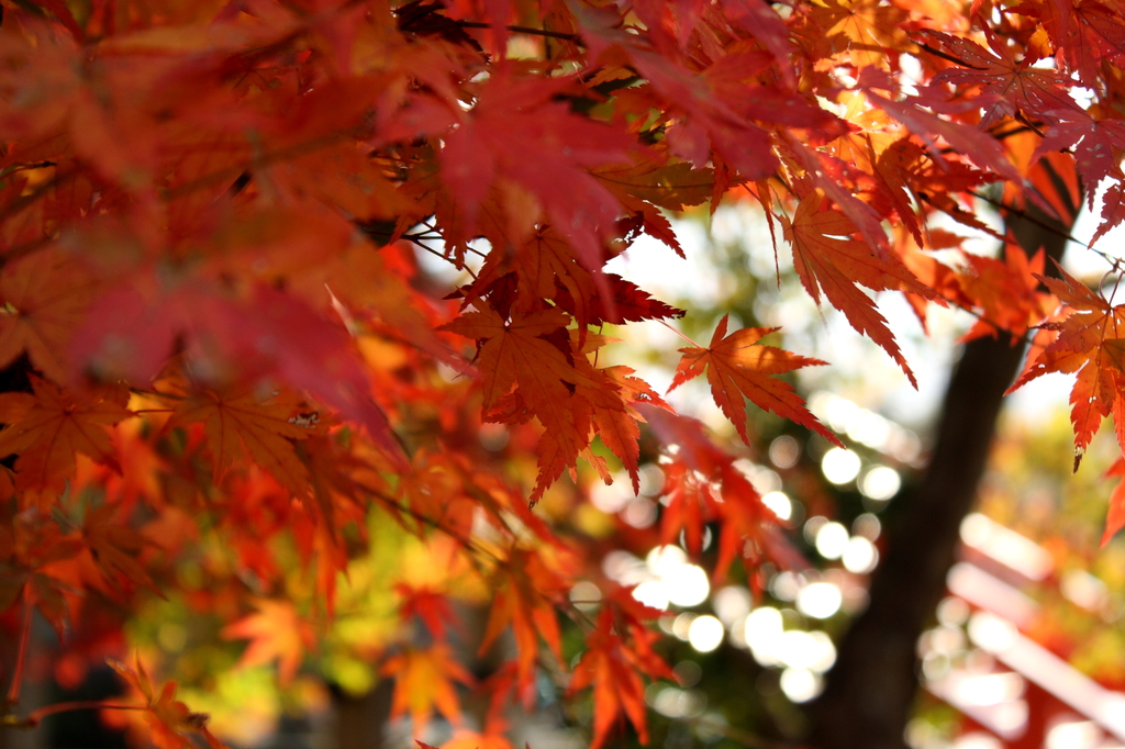 紅葉×玉ボケ