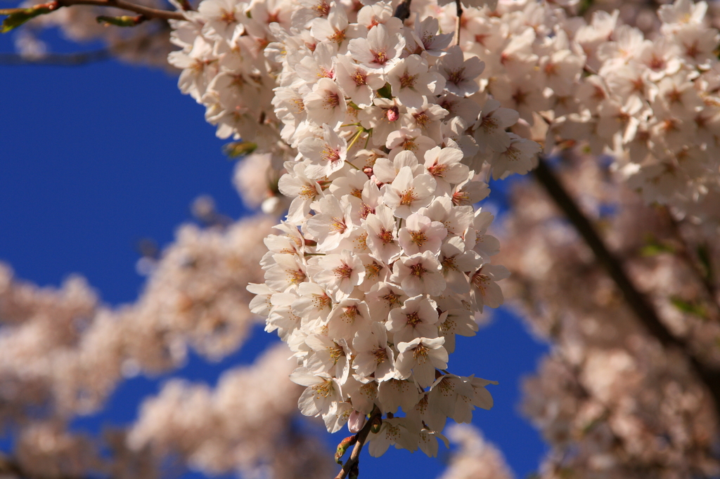 SAKURA