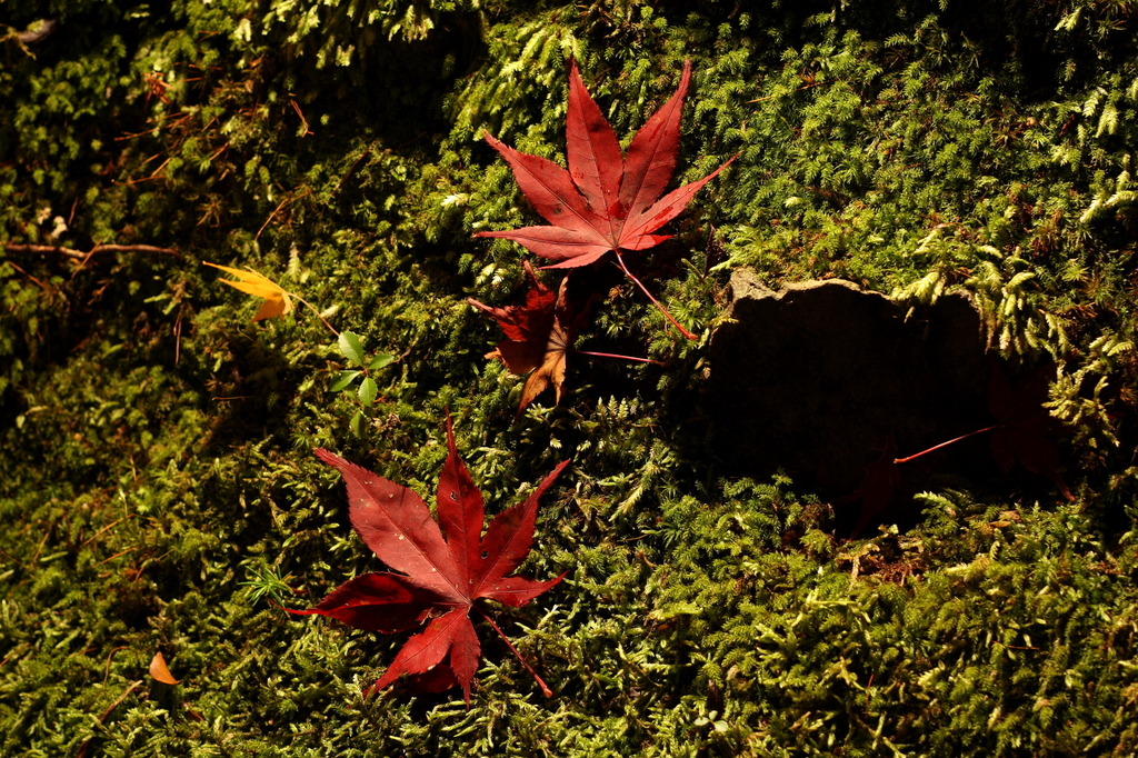 キャンバス上の紅葉