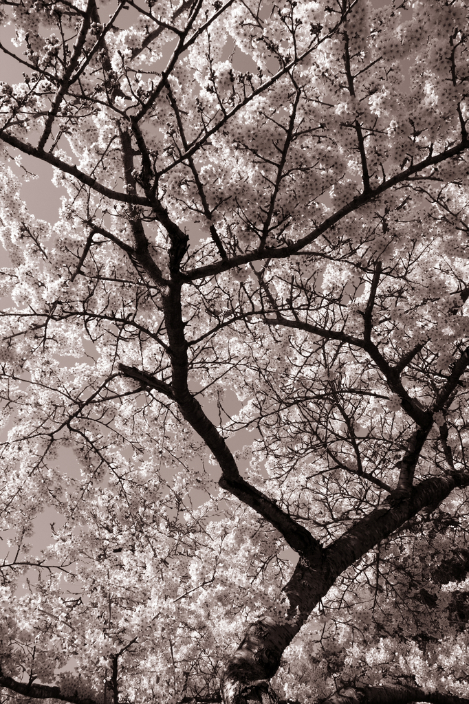 SAKURA monochrome