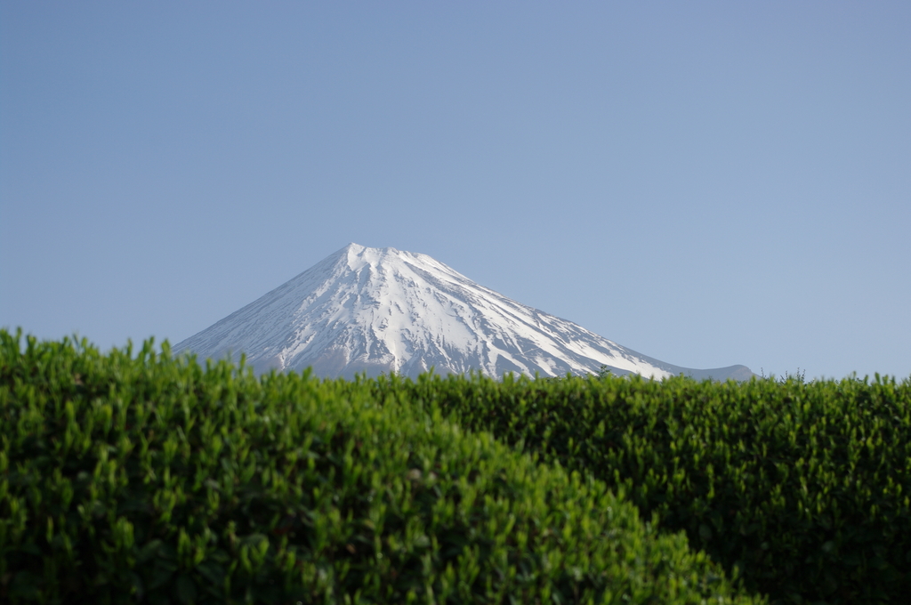 大渕の茶畑