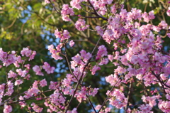 河津桜