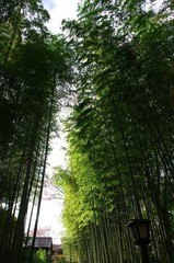 竹林めぐり
