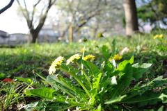 タンポポ達のお花見