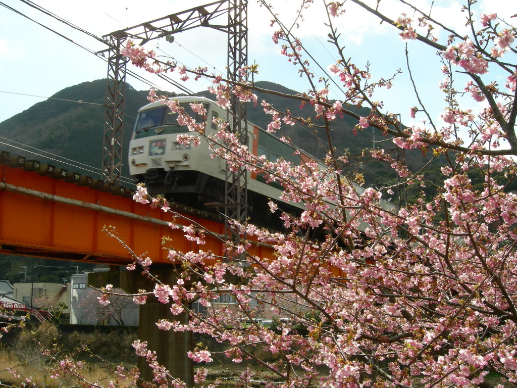 河津桜