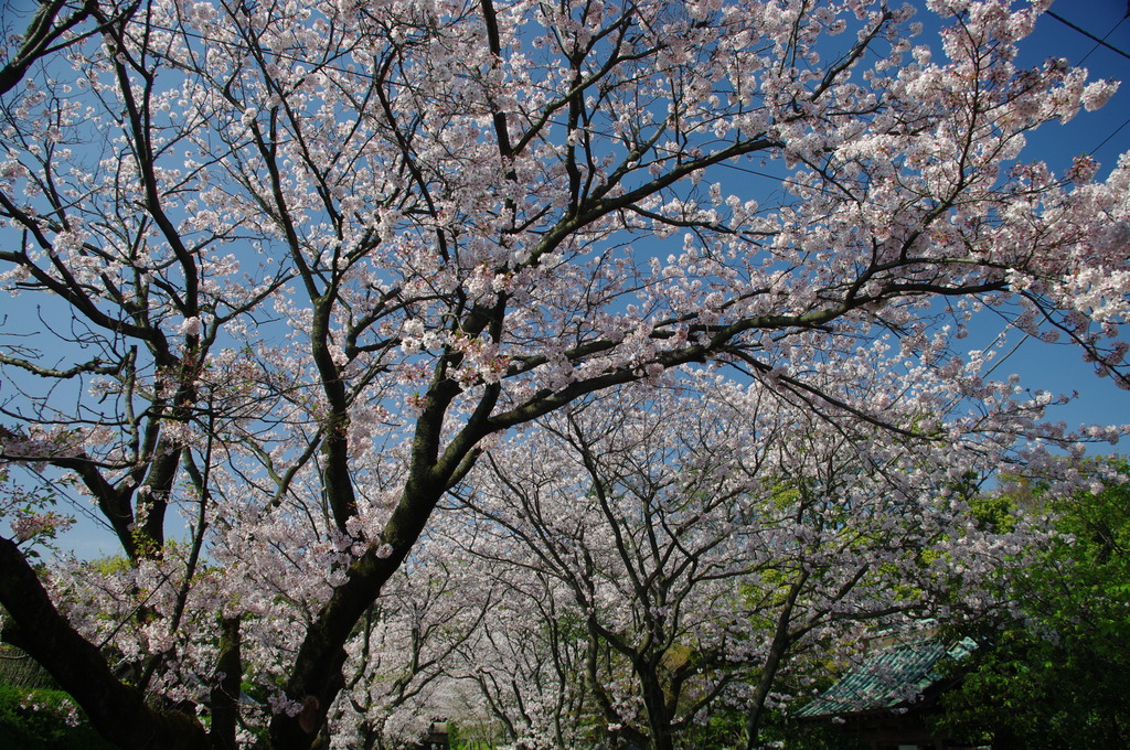桜