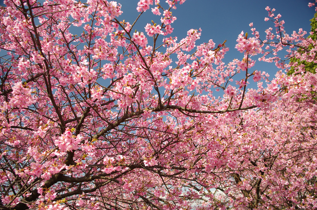 河津桜満開