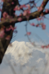 富士と河津桜