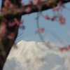 富士と河津桜