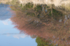 池に映る桜