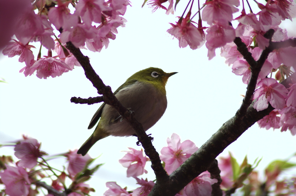 メジロと桜