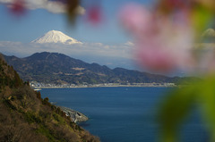 桜と富士と海