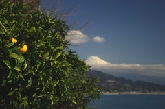 静岡