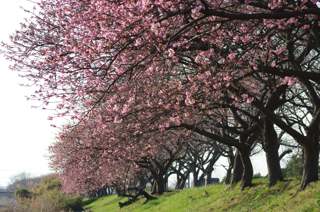 河津桜