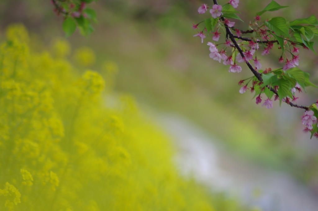 花のバトンタッチ