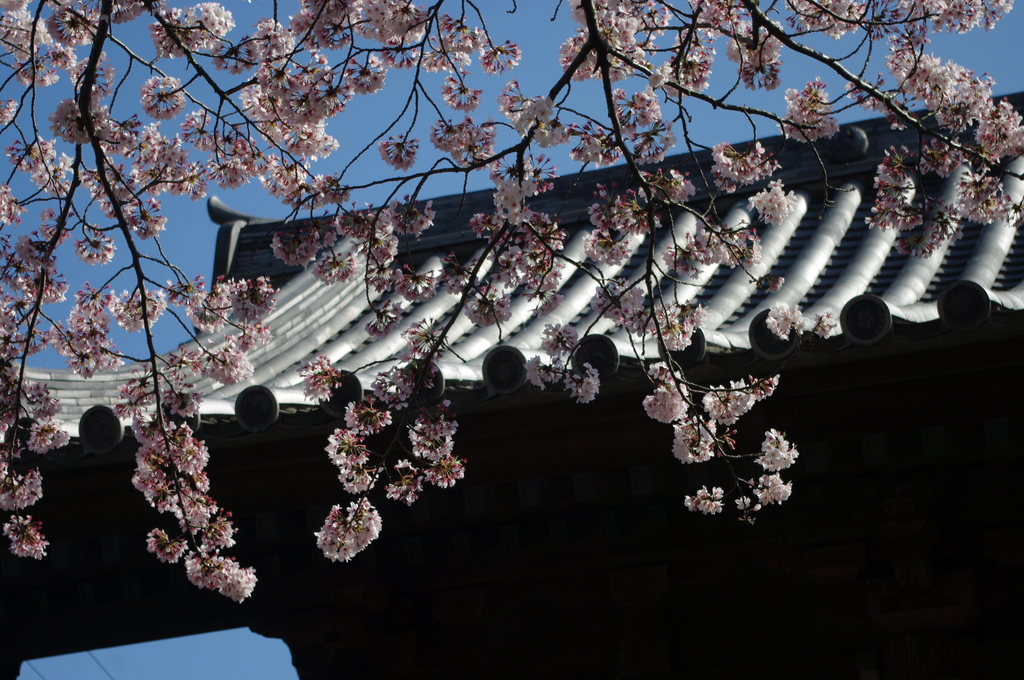 総門の桜