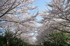 桜通り