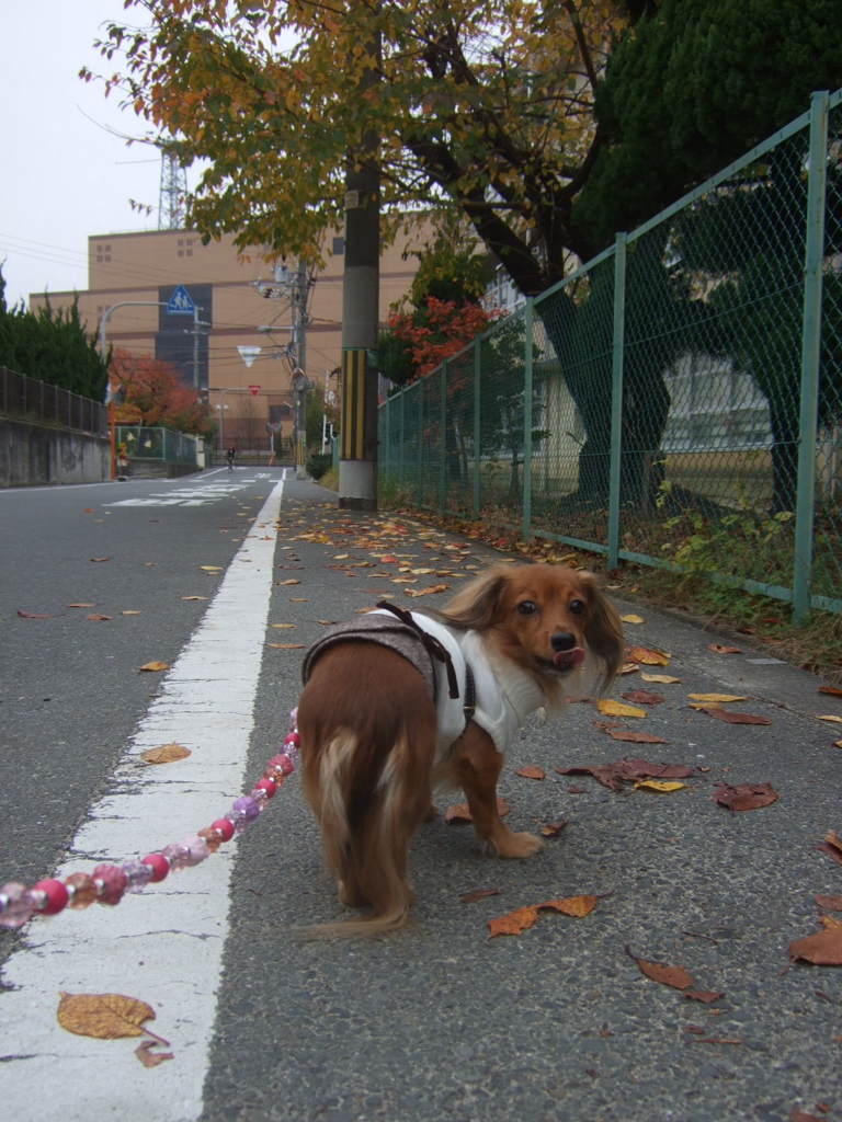 2011_11280011