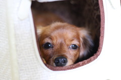 2008_11_30_6230 - コピー