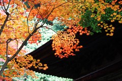 2009．秋その３