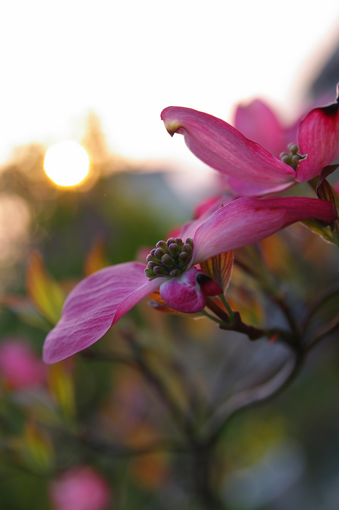 花見月