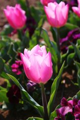IMG_3061