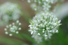 ニラの花