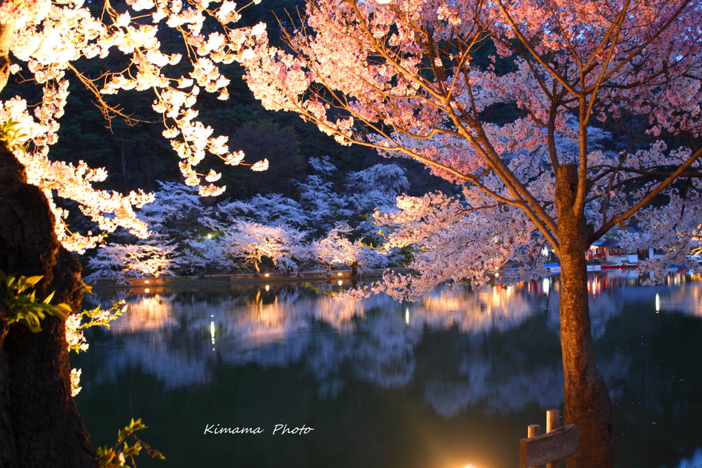 夜桜