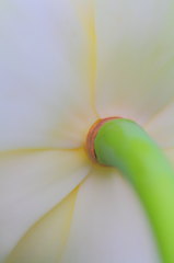 白