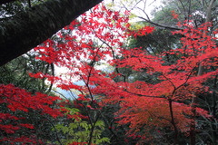 轟の神社