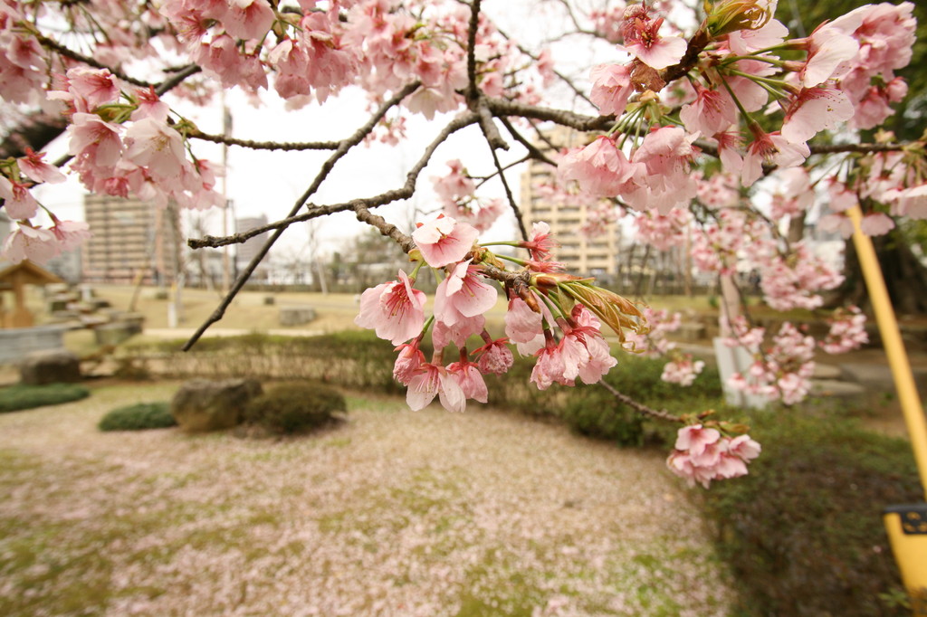 寒桜