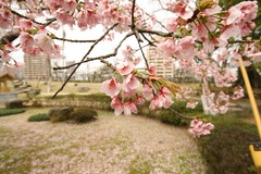 寒桜