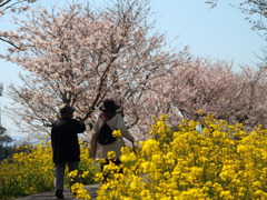 何時もの散歩