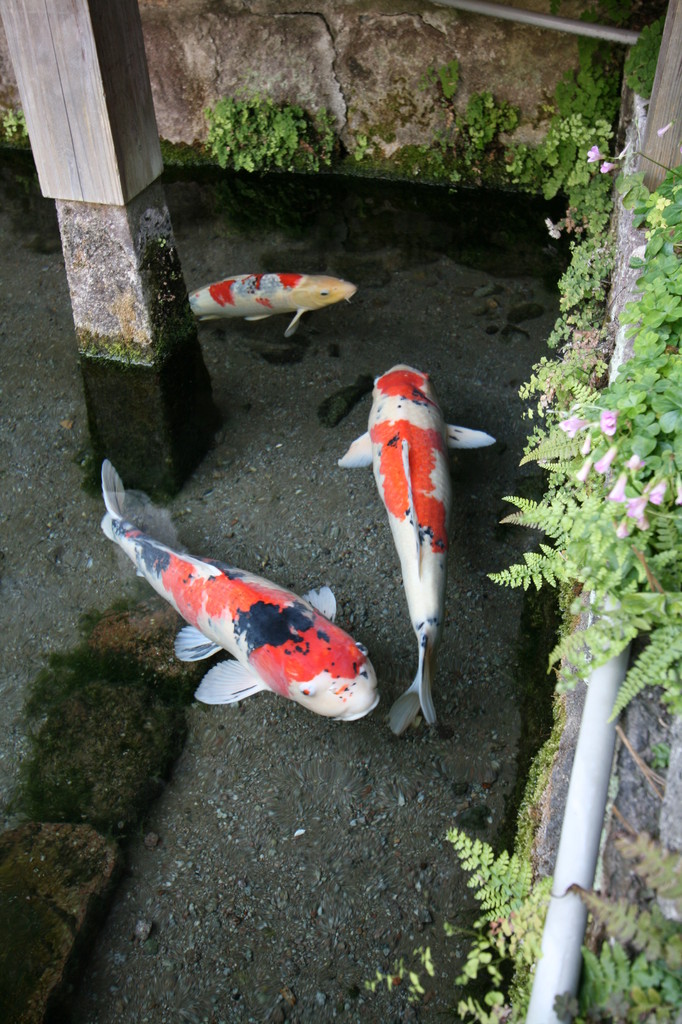 湧水