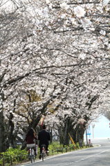 恋桜