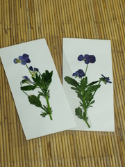 P5033343
