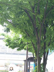 P5073391