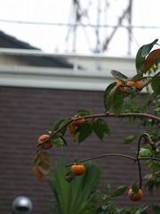 PB025780