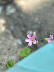 P4303301