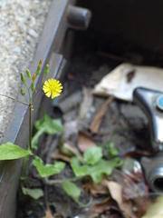 P4303303