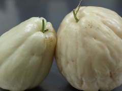 PB095823