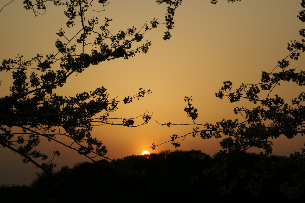 夕暮れのさいたま桜