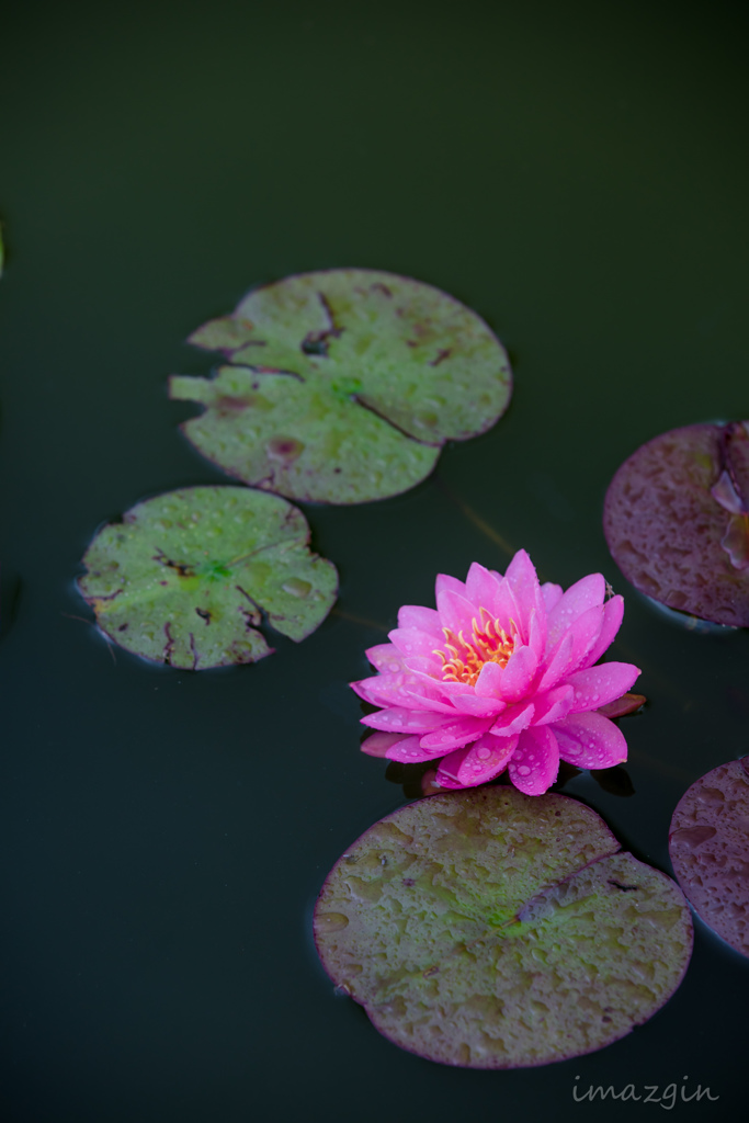 5DmkIV_002533
