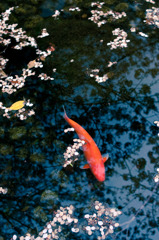 桜の下の池