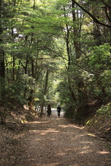 紀伊神社からの参道