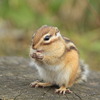 シマリス
