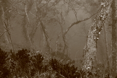霧中の老木