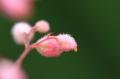 蕾のままで